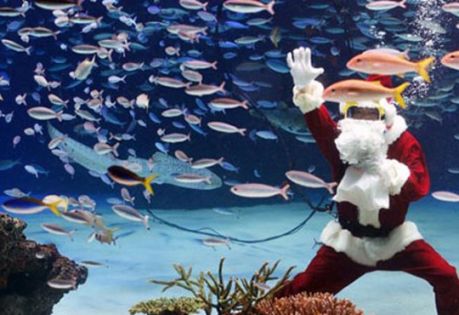 Коледа - Чартър до Шарм ел Шейх от Варна